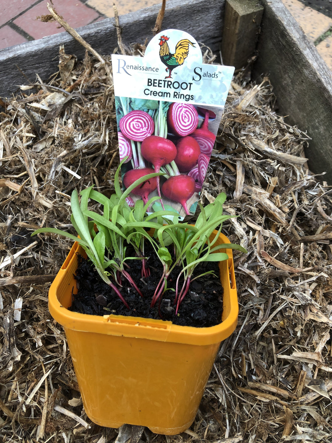 Beetroot ‘Cream Rings’