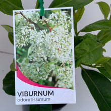 Load image into Gallery viewer, Viburnum odoratissimum
