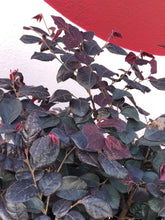 Load image into Gallery viewer, Loropetalum &#39;Plum Gorgeous&#39;
