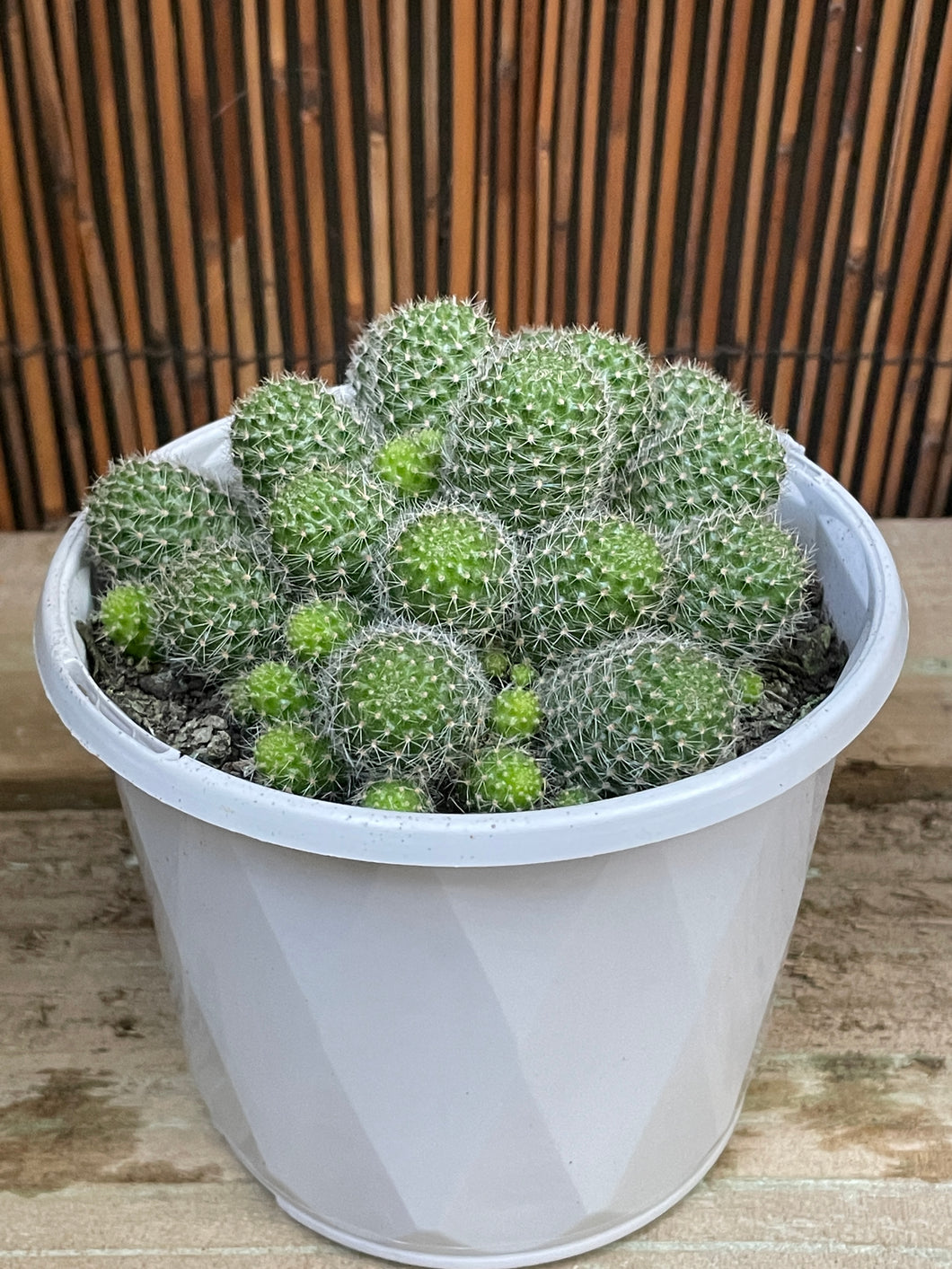 Aylostera pulvinosa