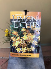 Load image into Gallery viewer, Conostylis setigera ‘Lemon Lights’
