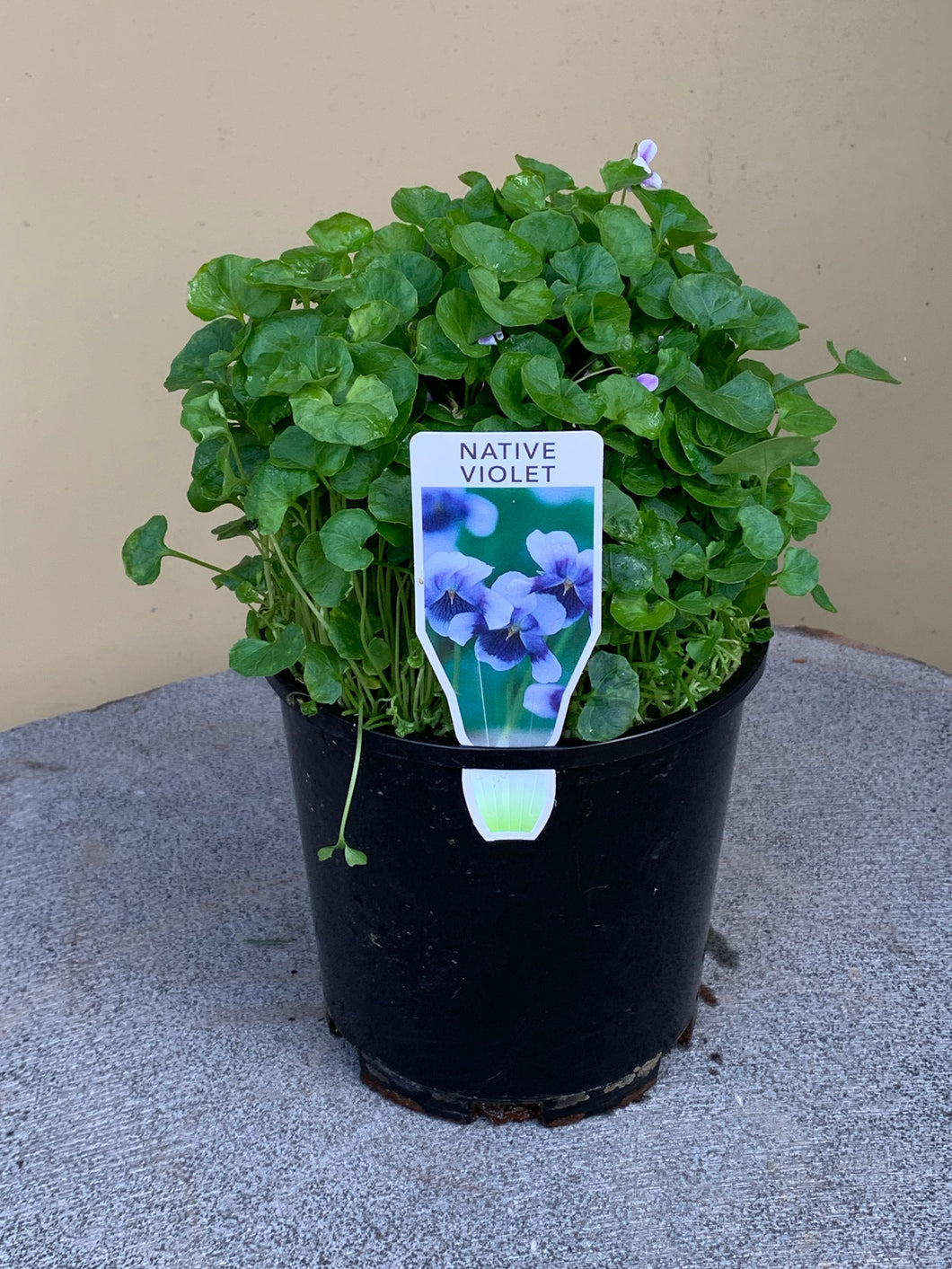 Viola hederacea