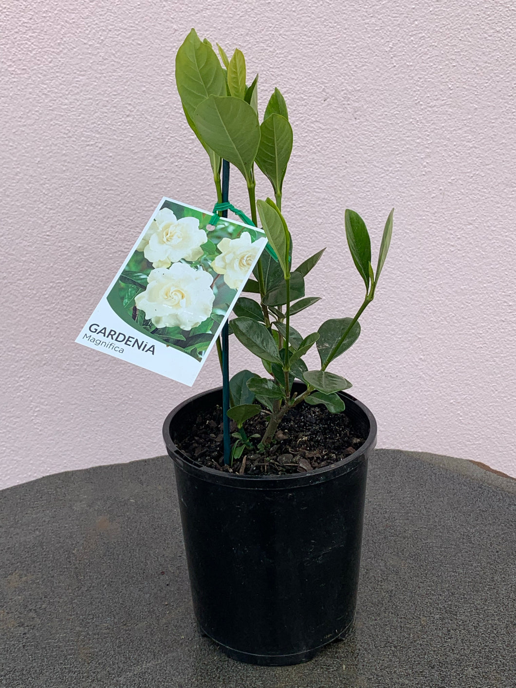 Gardenia ‘Magnifica’