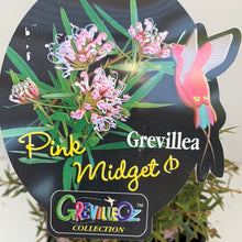 Load image into Gallery viewer, Grevillea ‘Pink Midget’
