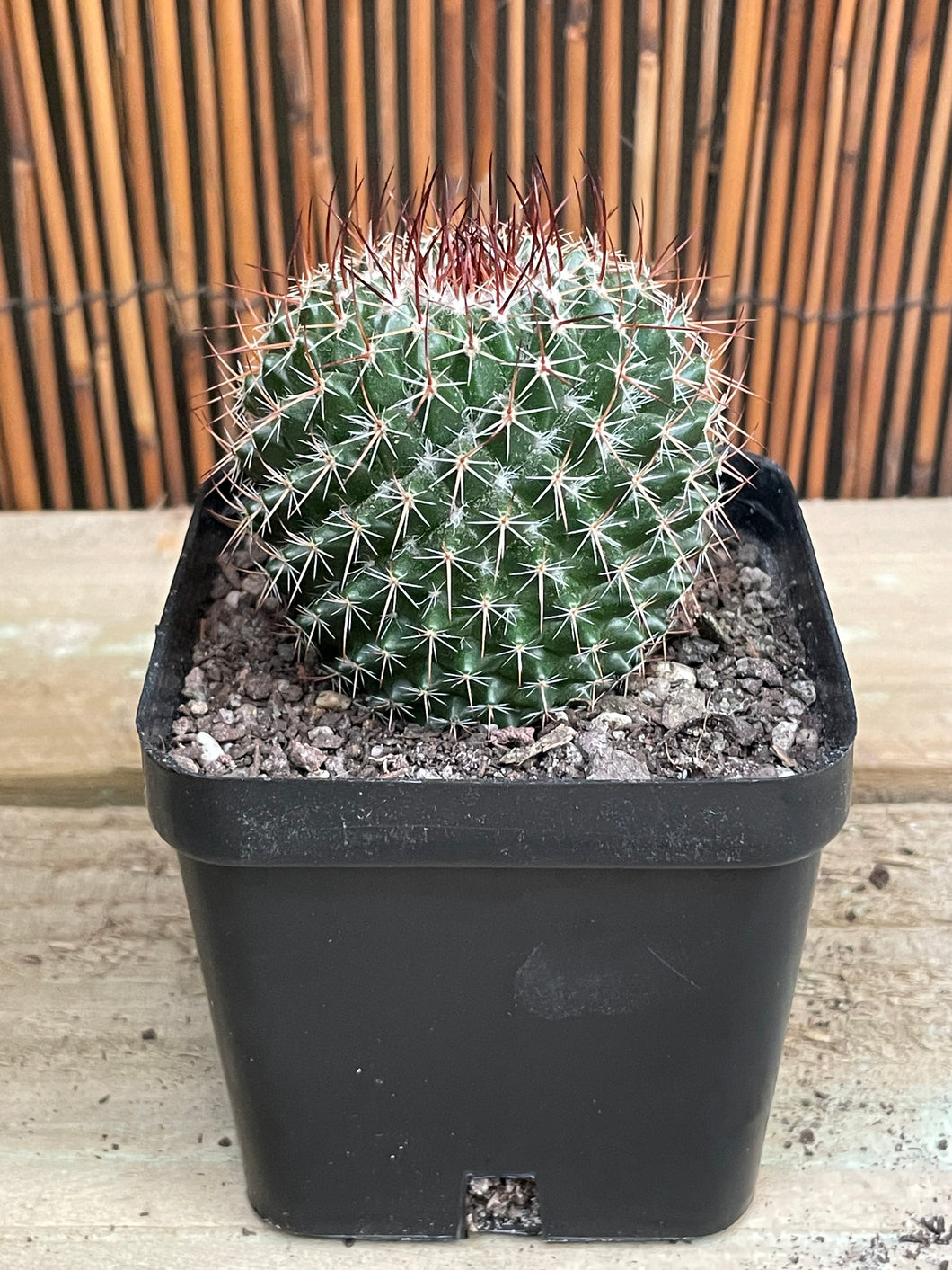 Mammillaria mystax