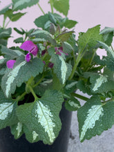 Load image into Gallery viewer, Lamium ‘Sensation’
