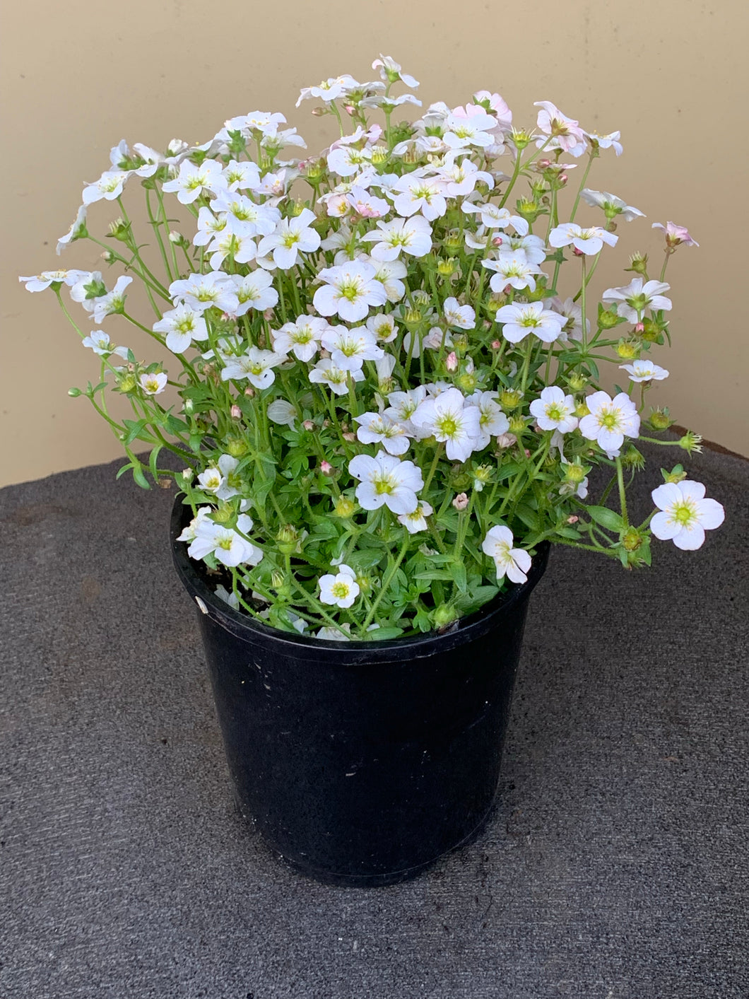 Saxifraga 'White'