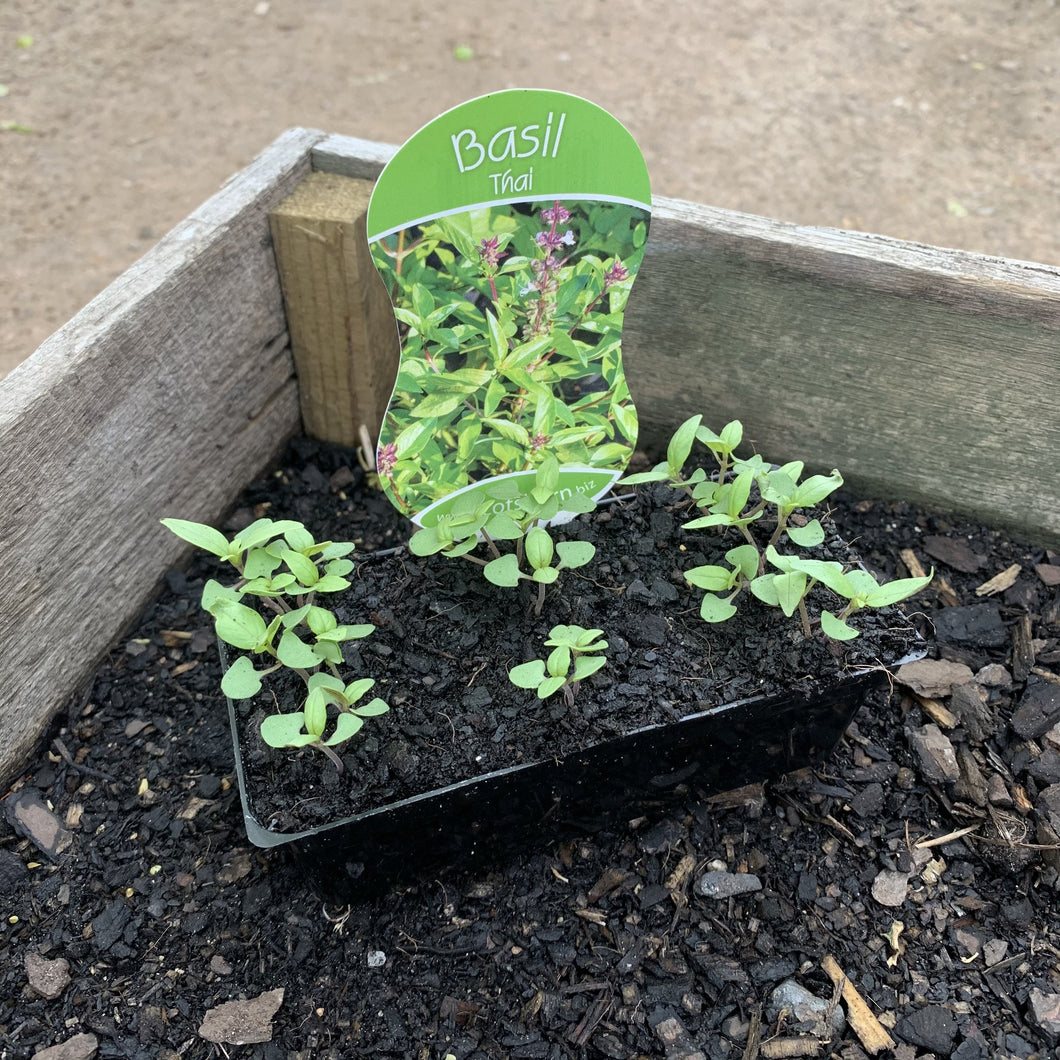 Basil ‘Thai’