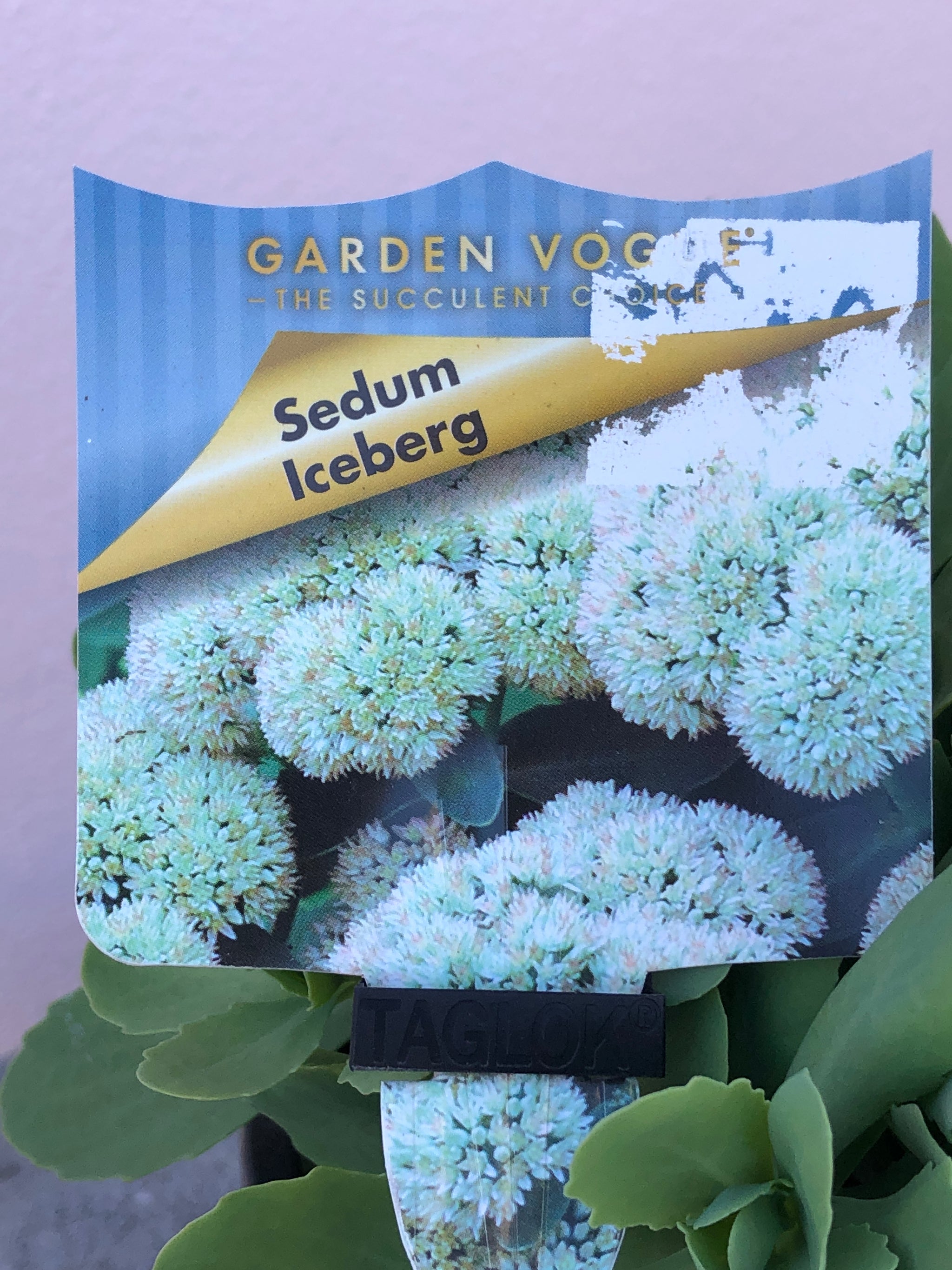 iceberg succulent Sedum 'Iceberg' – Northcote Nursery