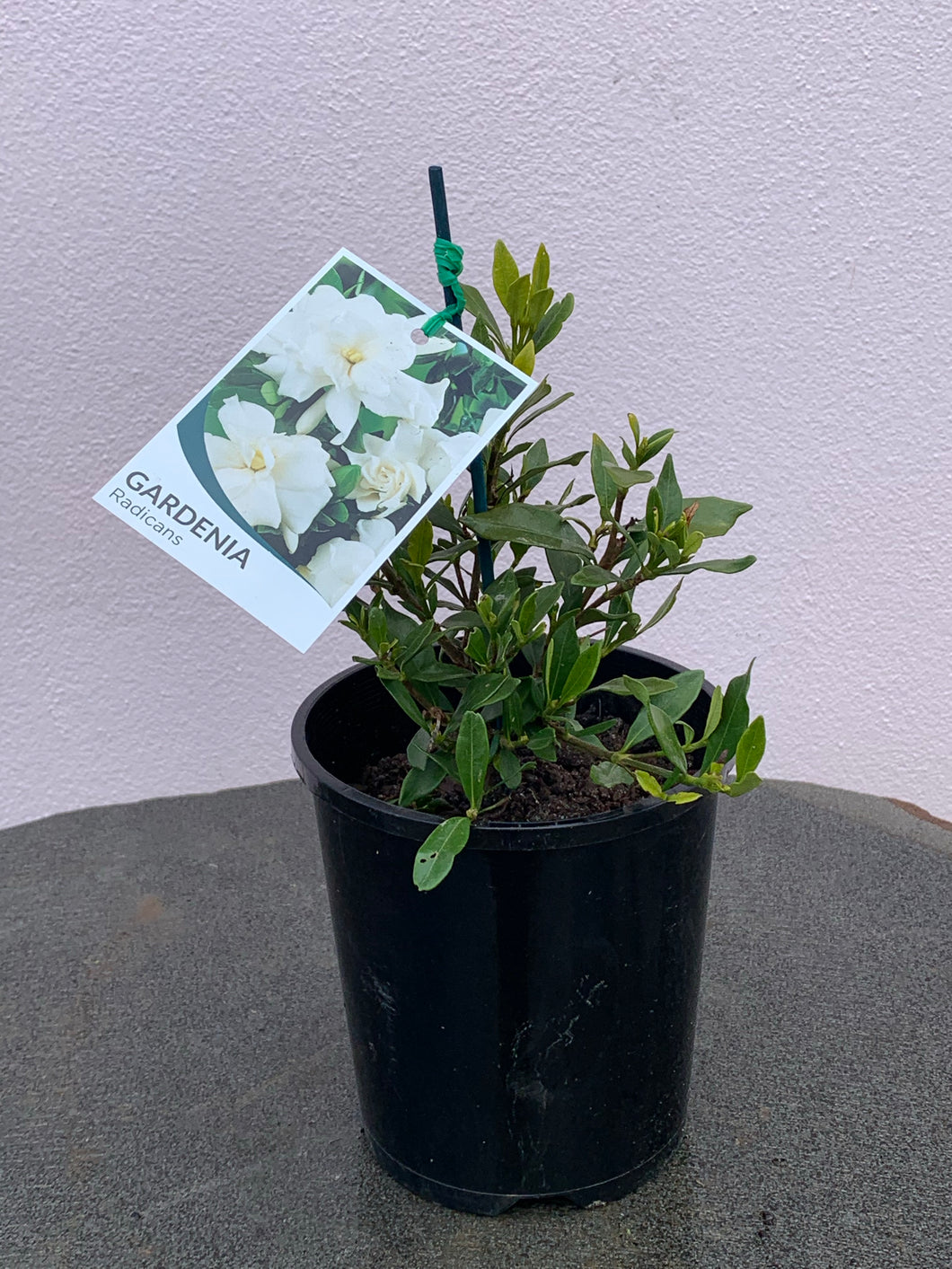 Gardenia ‘Radicans’