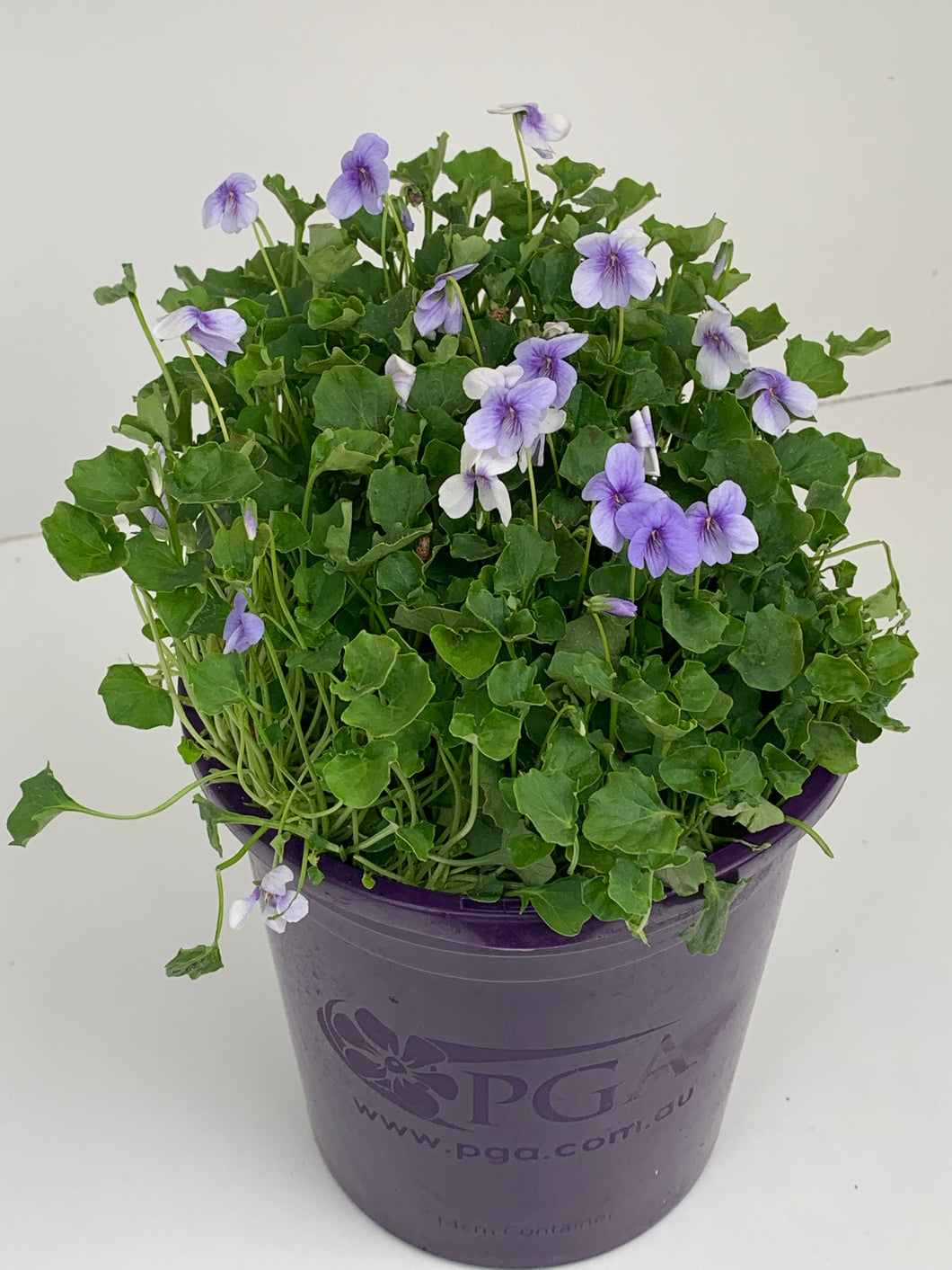 Viola hederacea 'Baby Blue'