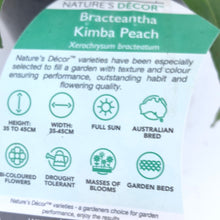 Load image into Gallery viewer, Bracteantha ’Kimba Peach’
