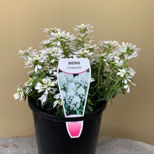 Load image into Gallery viewer, Iberis ‘Candytuft’
