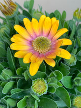 Load image into Gallery viewer, Osteospermum ’Blushing Beauty’
