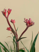 Load image into Gallery viewer, Anigozanthos ‘Bush Inferno’
