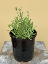 Load image into Gallery viewer, Lavender &#39;Sentivia Blue’
