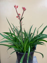 Load image into Gallery viewer, Anigozanthos ‘Bush Inferno’
