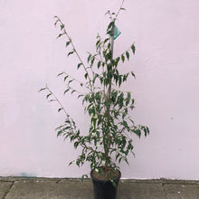 Load image into Gallery viewer, Camellia ‘Tsaii’
