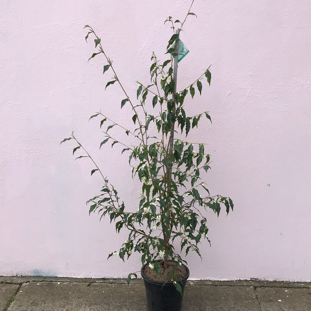 Camellia ‘Tsaii’