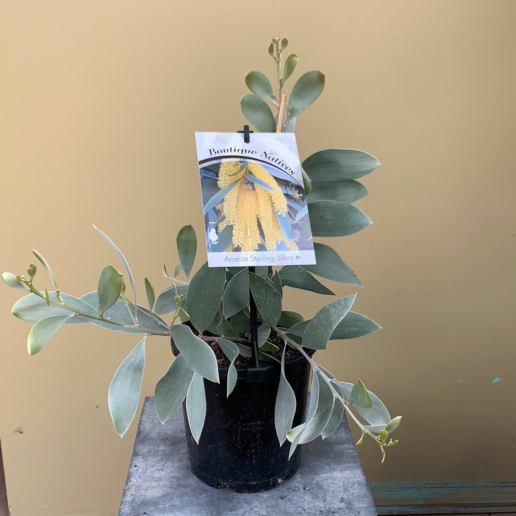Acacia 'Sterling Silver'