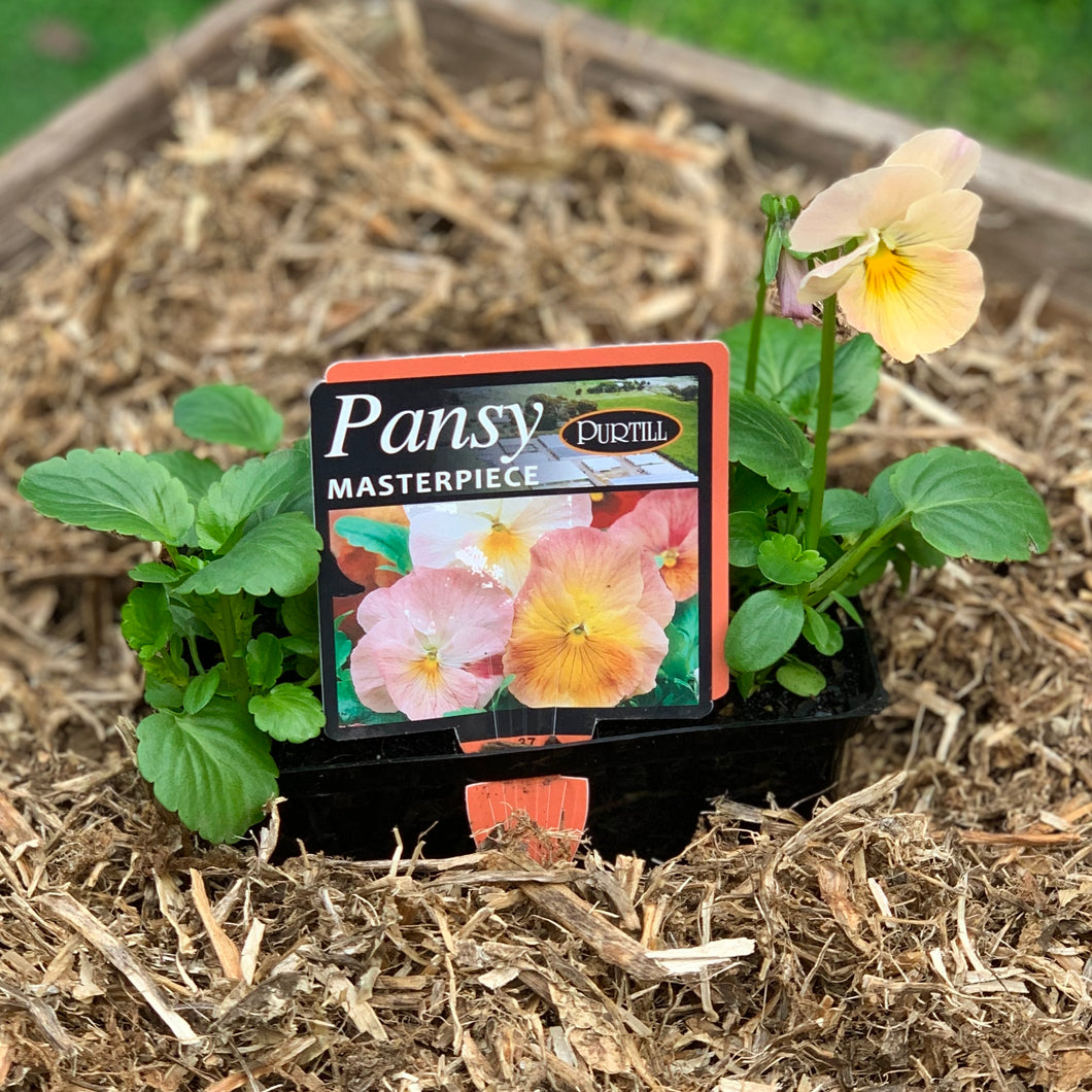 Pansy ‘Masterpiece’