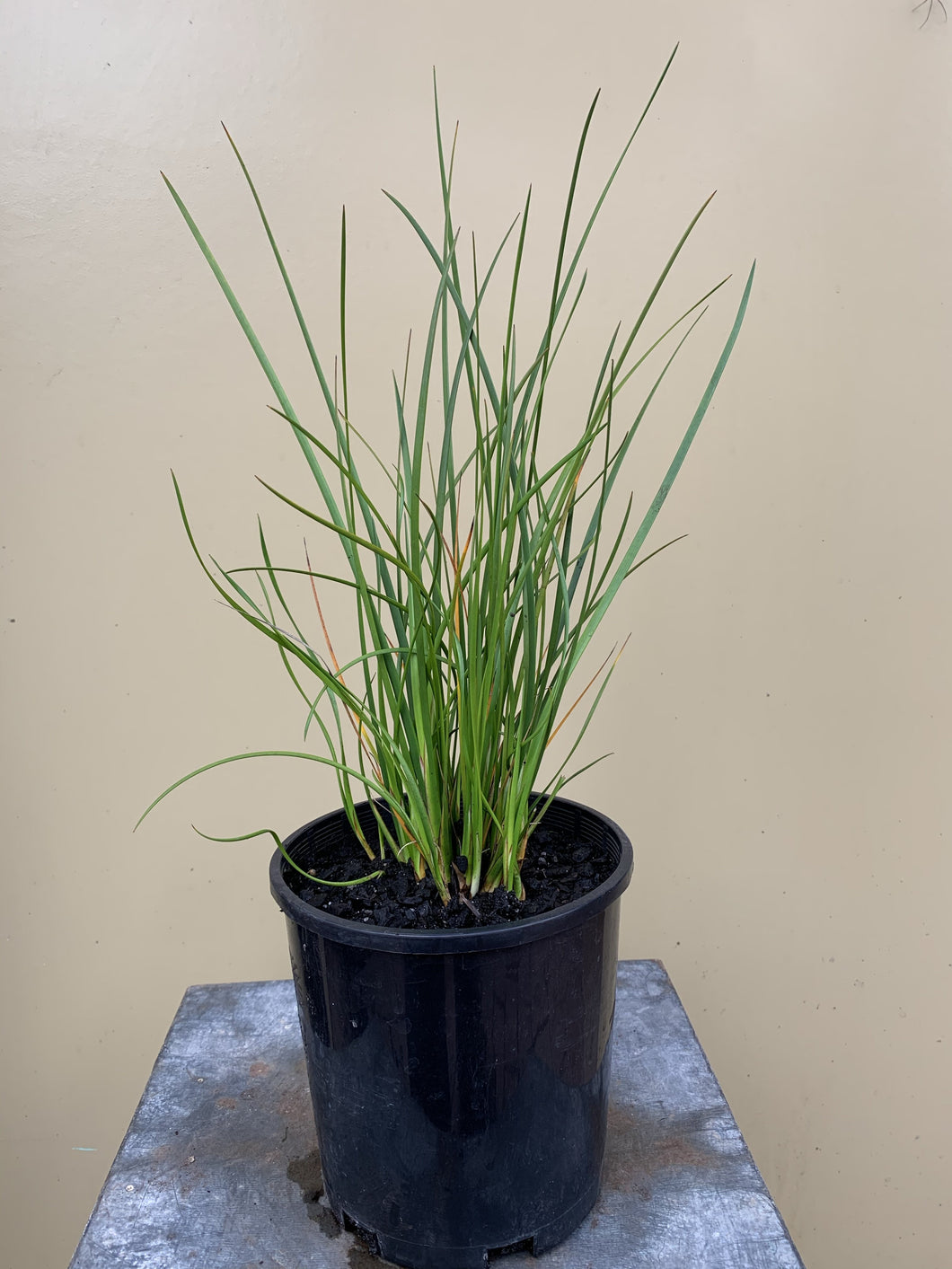 Baumea rubiginosa