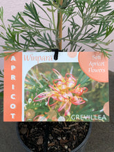 Load image into Gallery viewer, Grevillea ‘Winpara Apricot’
