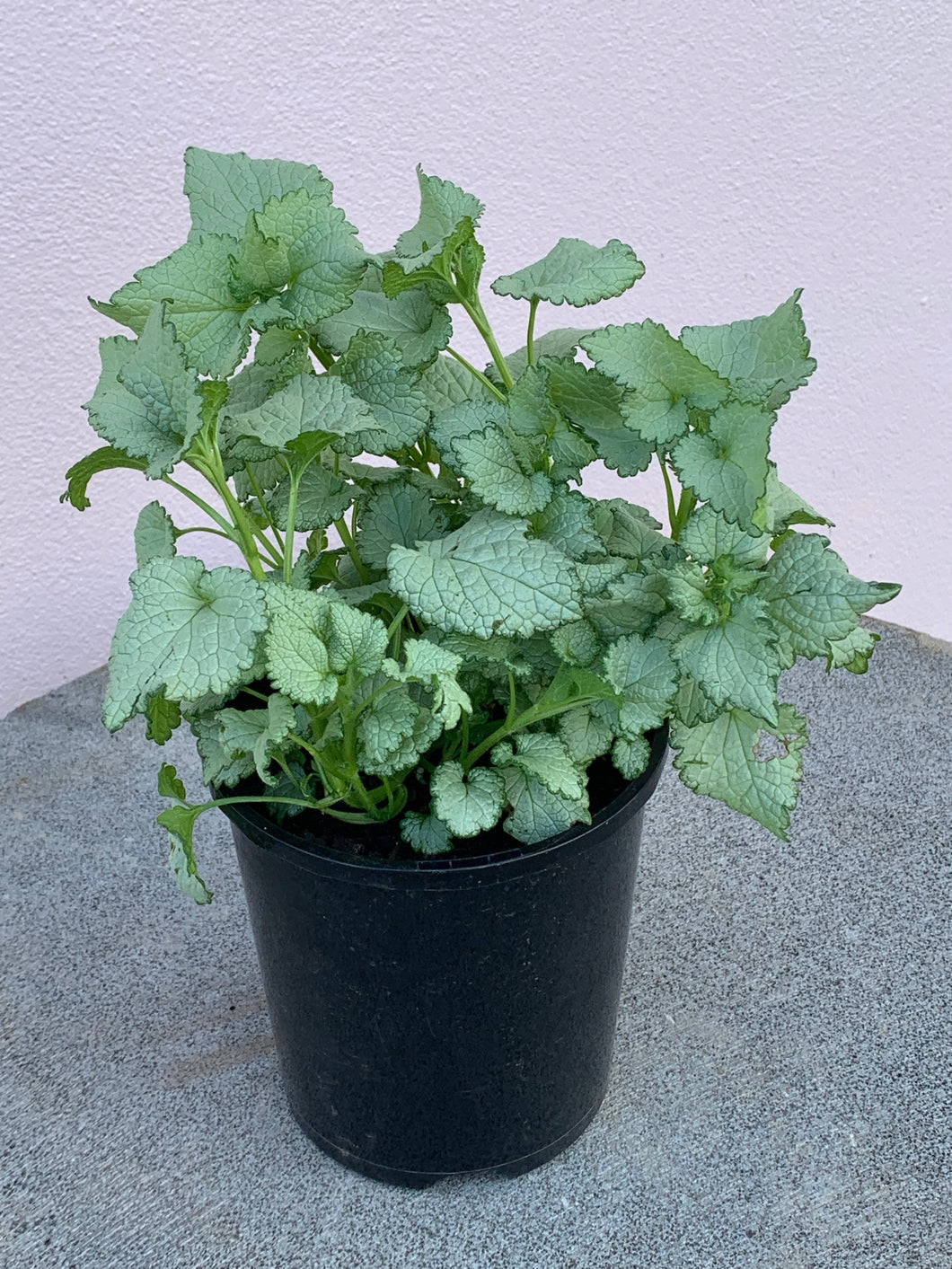 Lamium ‘Marshmellow’