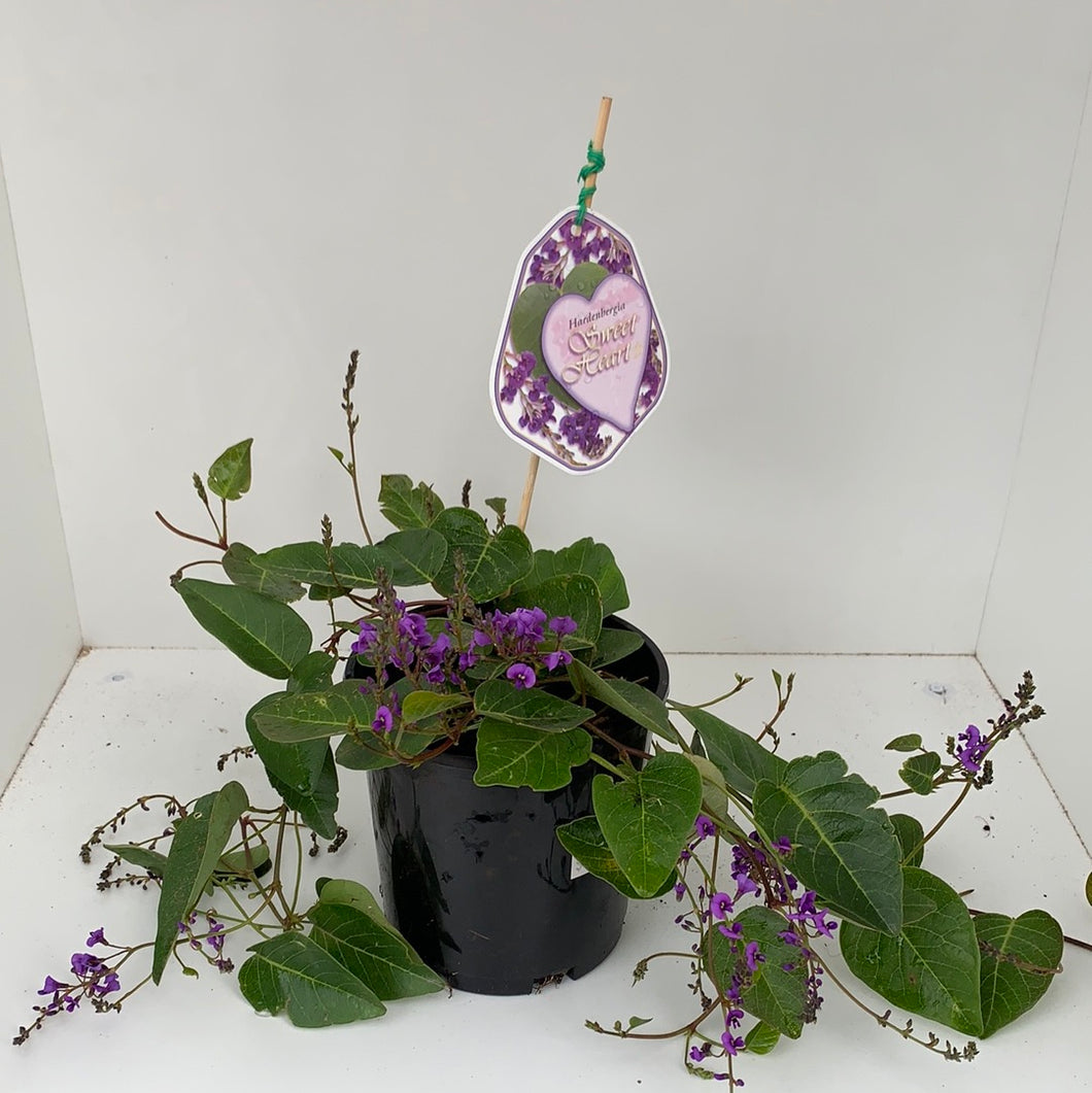 Hardenbergia 'Sweet Heart'