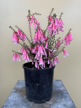 Load image into Gallery viewer, Epacris ‘Nectar Pink’
