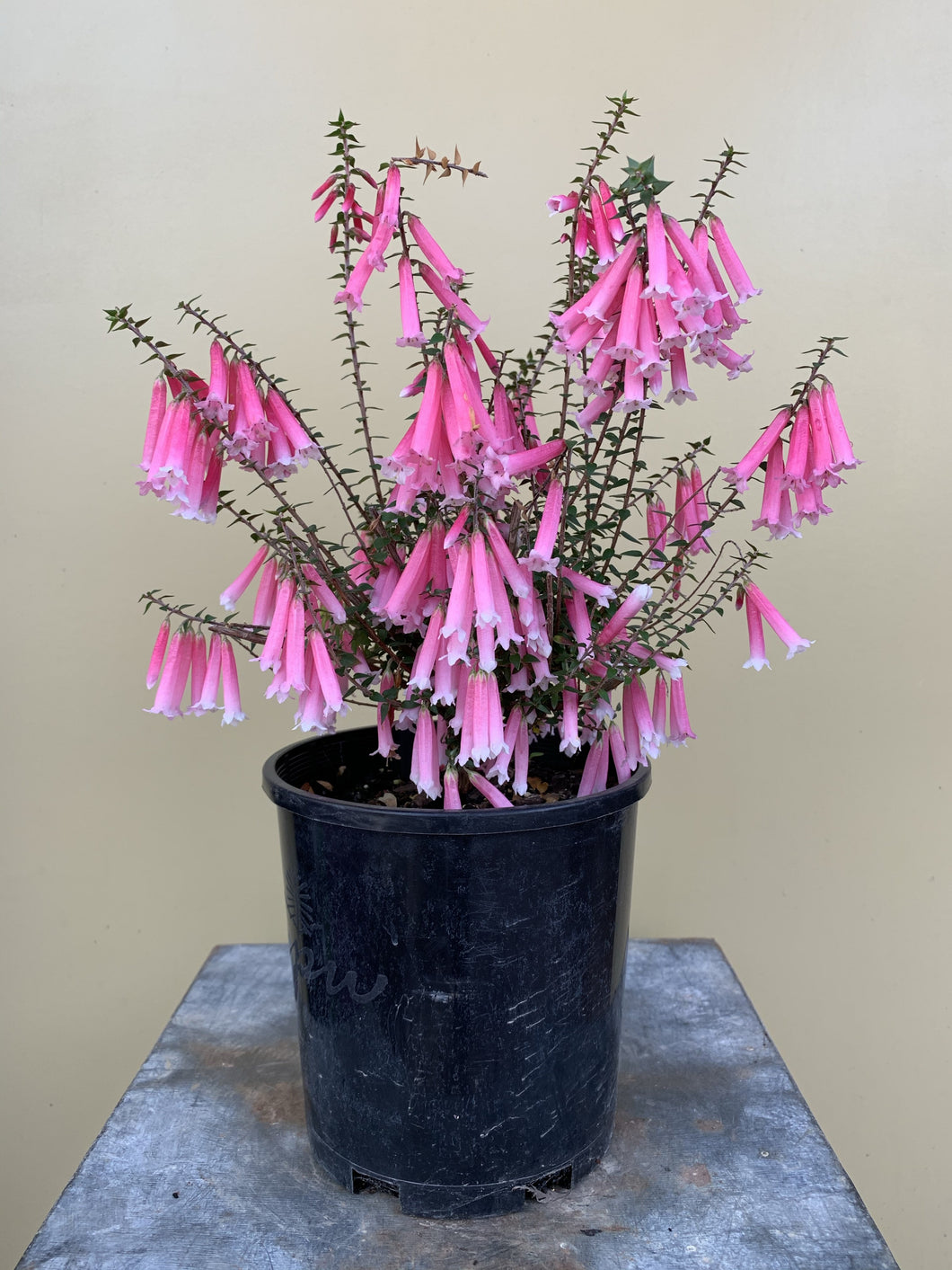 Epacris ‘Nectar Pink’