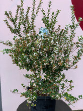Load image into Gallery viewer, Osmanthus ‘Heaven Sent’
