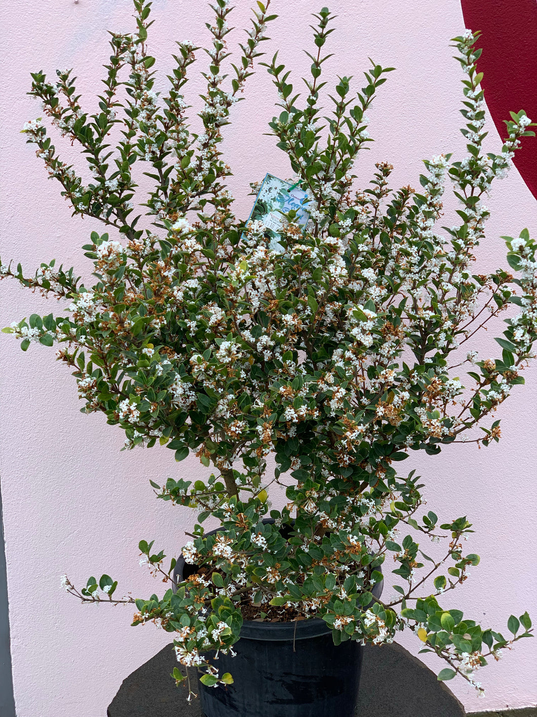 Osmanthus ‘Heaven Sent’
