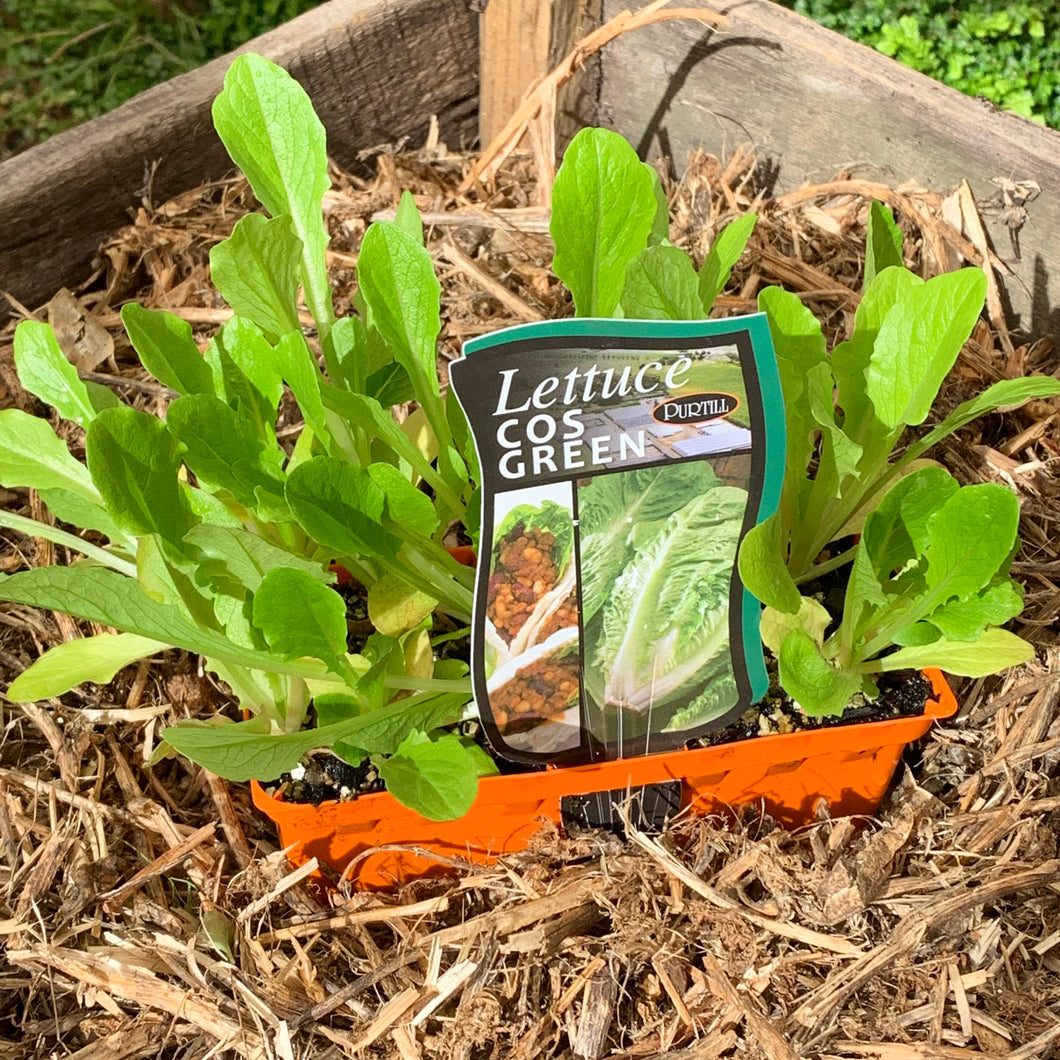 Lettuce 'Cos'