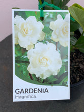 Load image into Gallery viewer, Gardenia ‘Magnifica’
