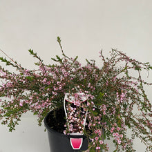 Load image into Gallery viewer, Thryptomene ‘F.C. Payne’
