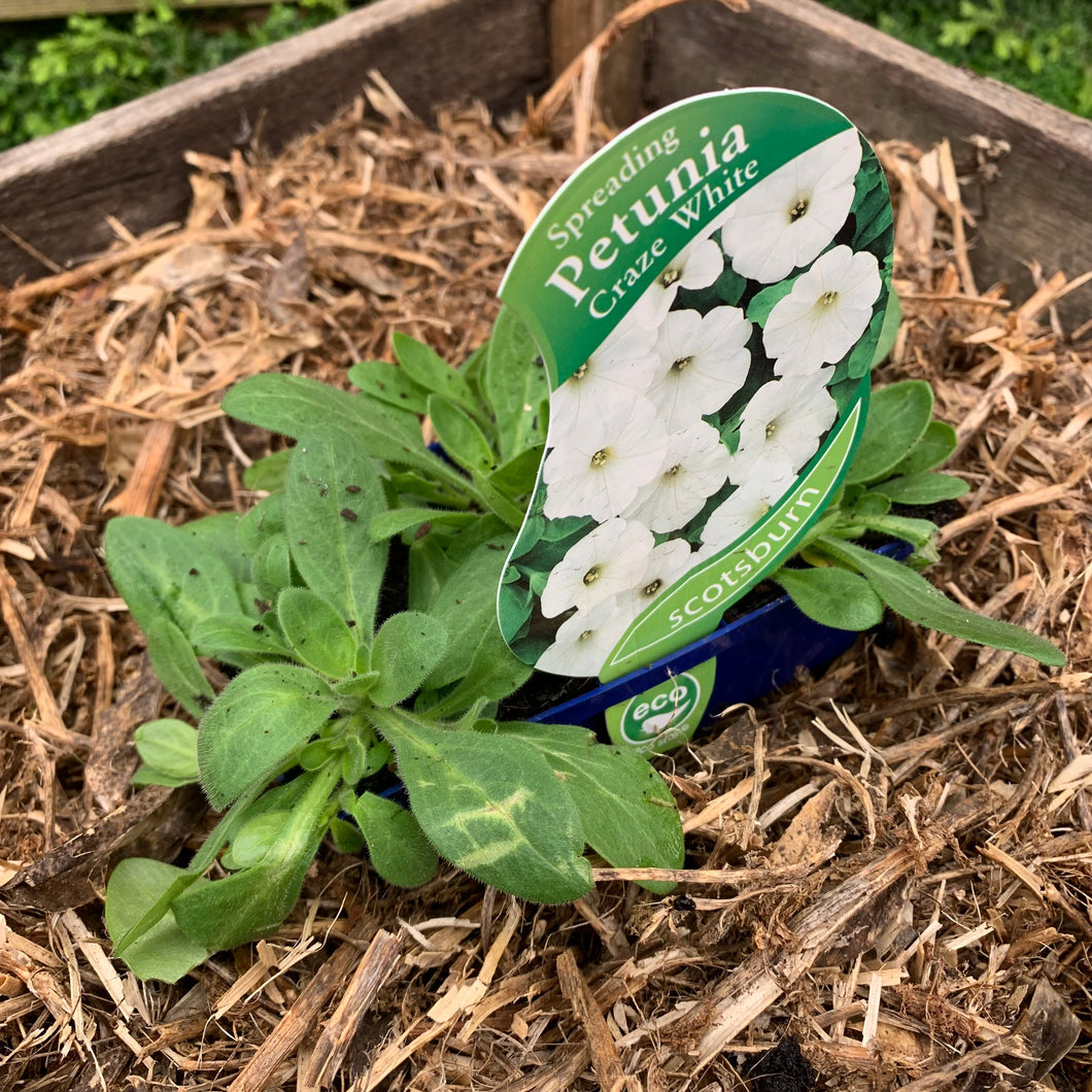 Petunia 'Spreading Craze' White