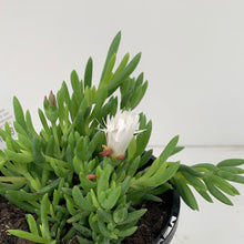 Load image into Gallery viewer, Mesembryanthemum &#39;White&#39;
