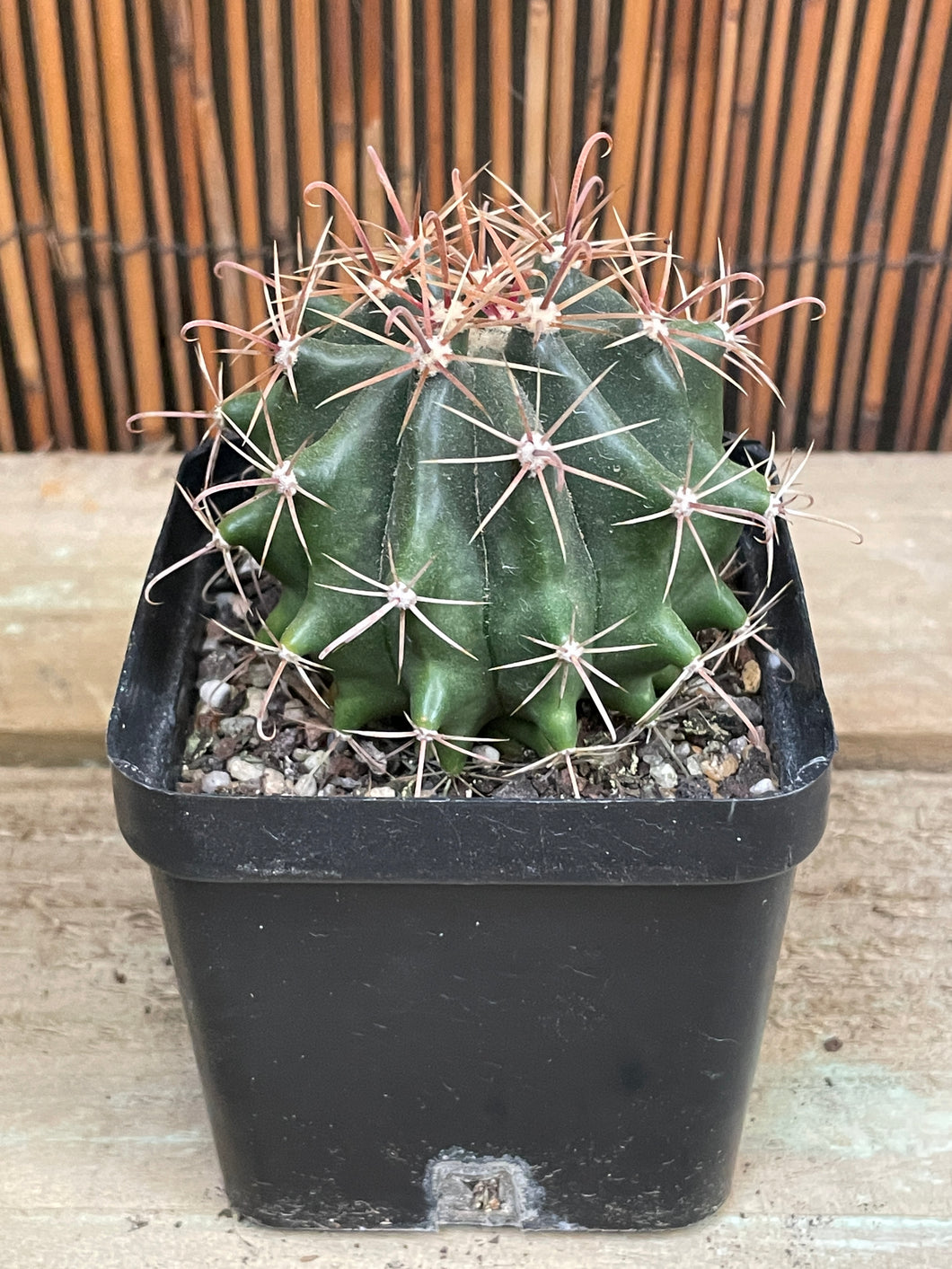 Ferocactus wislizeni