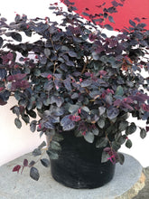 Load image into Gallery viewer, Loropetalum &#39;Plum Gorgeous&#39;
