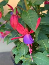 Load image into Gallery viewer, Fuchsia Shadow Dancer ‘Carlotta’
