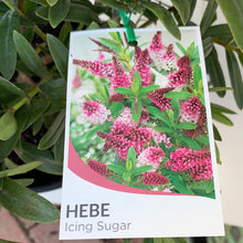 Load image into Gallery viewer, Hebe ‘Icing Sugar’
