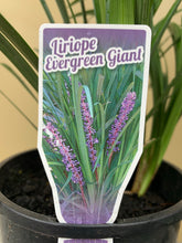 Load image into Gallery viewer, Liriope muscari &#39;Evergreen Giant&#39;
