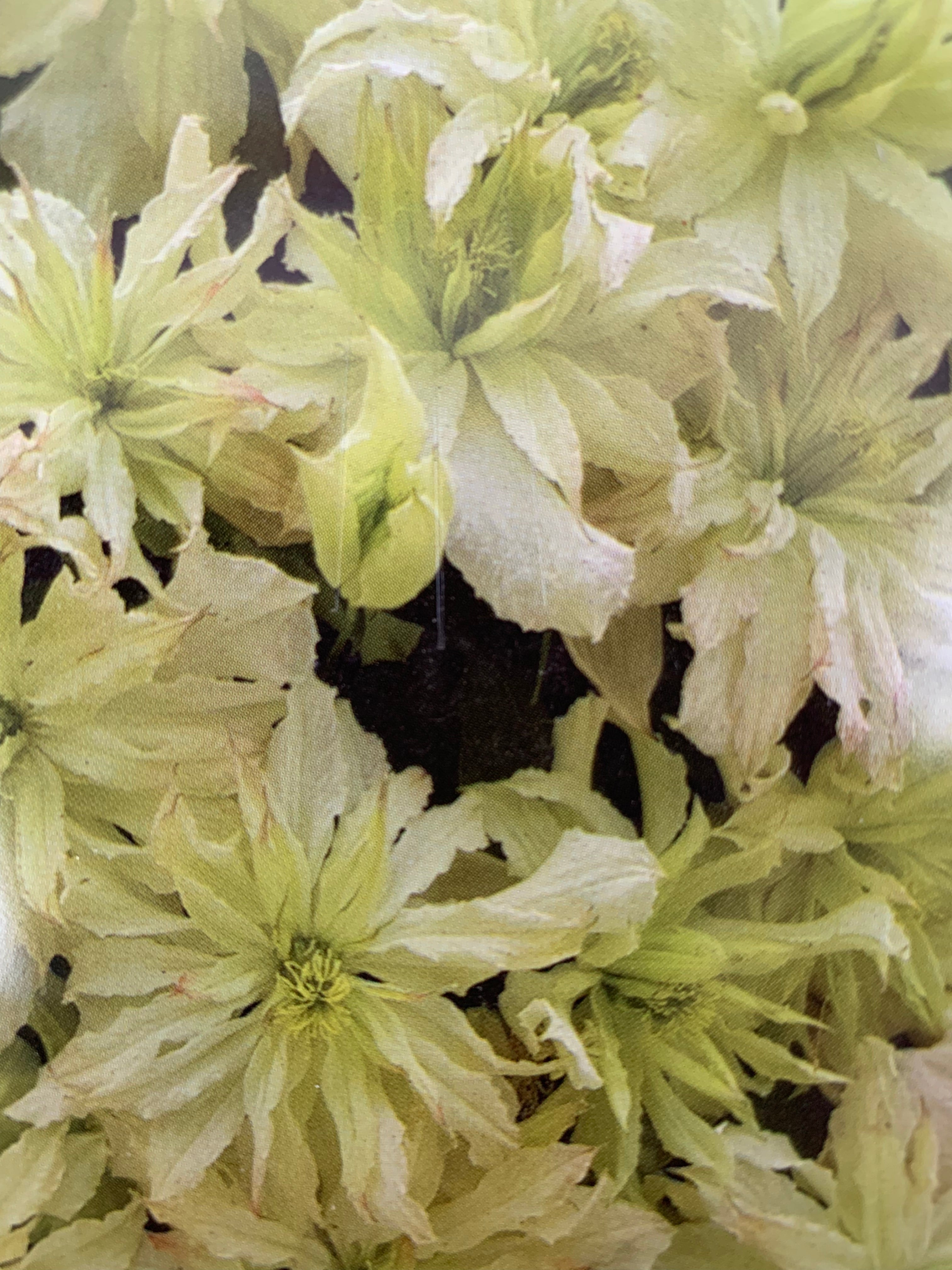 Clematis montana 'Jenny' – Northcote Nursery