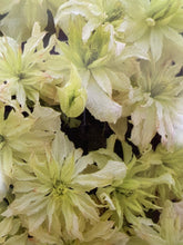 Load image into Gallery viewer, Clematis montana &#39;Jenny&#39;
