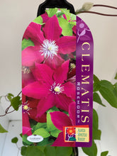 Load image into Gallery viewer, Clematis x Jackmanii &#39;Rosemoor&#39;
