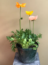Load image into Gallery viewer, Poppy ‘Iceland’ Mix
