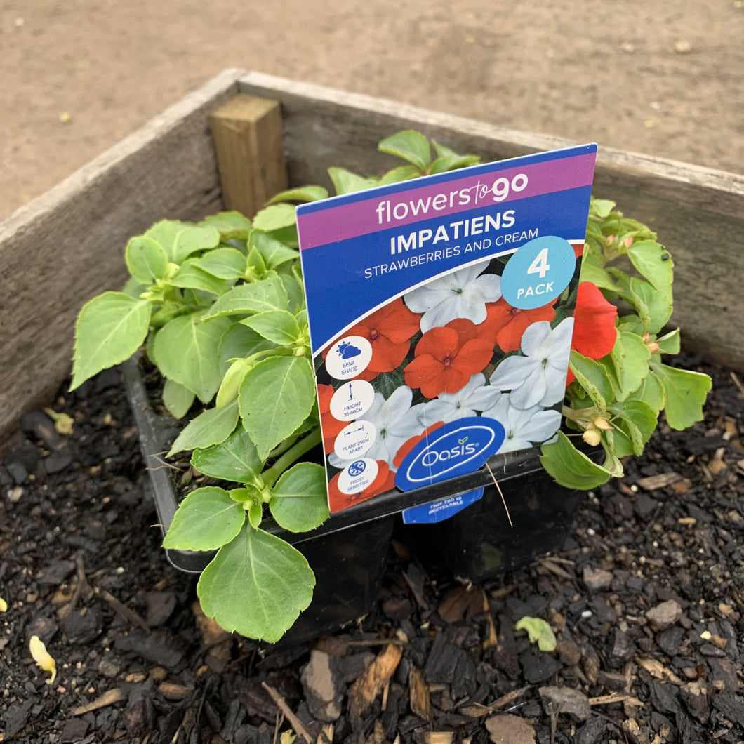 Impatiens ‘Strawberries and Cream’