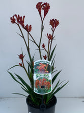 Load image into Gallery viewer, Anigozanthos &#39;Bush Blitz&#39;

