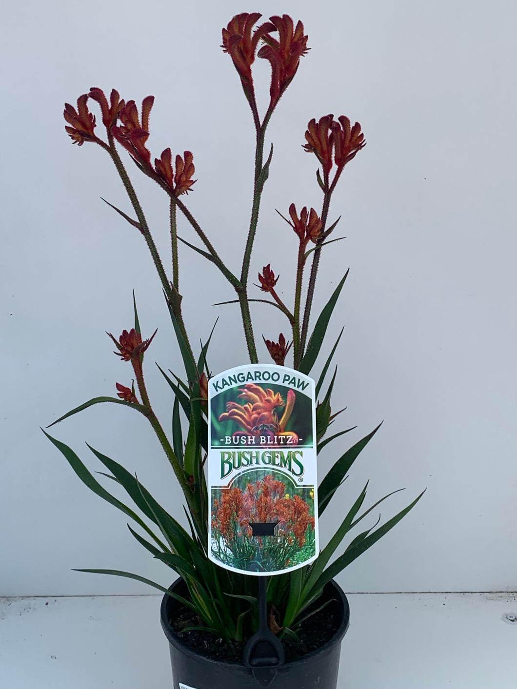 Anigozanthos 'Bush Blitz'